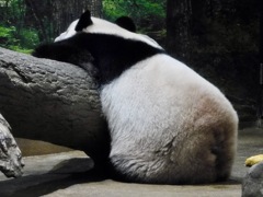 ジャイアントパンダ(上野動物園)