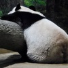 ジャイアントパンダ(上野動物園)
