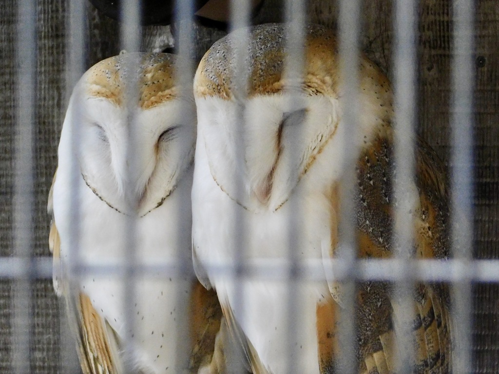 2羽のメンフクロウ(井の頭自然文化園)