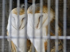 2羽のメンフクロウ(井の頭自然文化園)