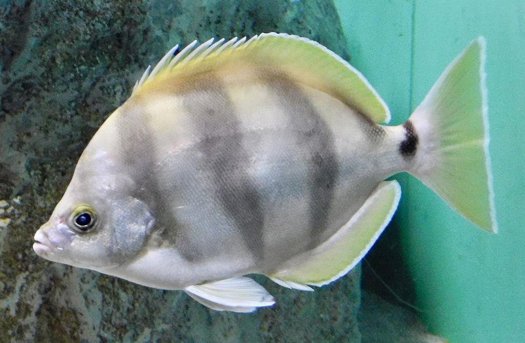 ムーンライター(葛西臨海水族園)