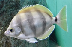 ムーンライター(葛西臨海水族園)