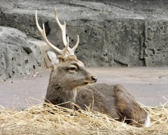 ヤクシカ(井の頭自然文化園)