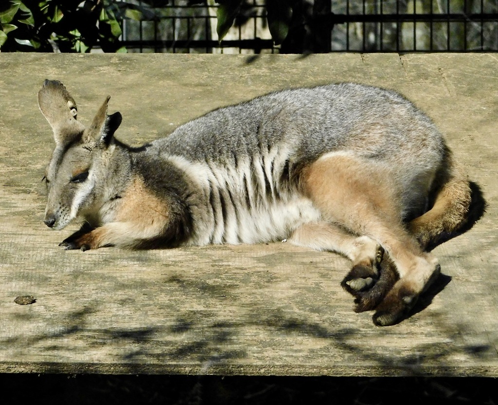 シマオイワワラビー(多摩動物公園)