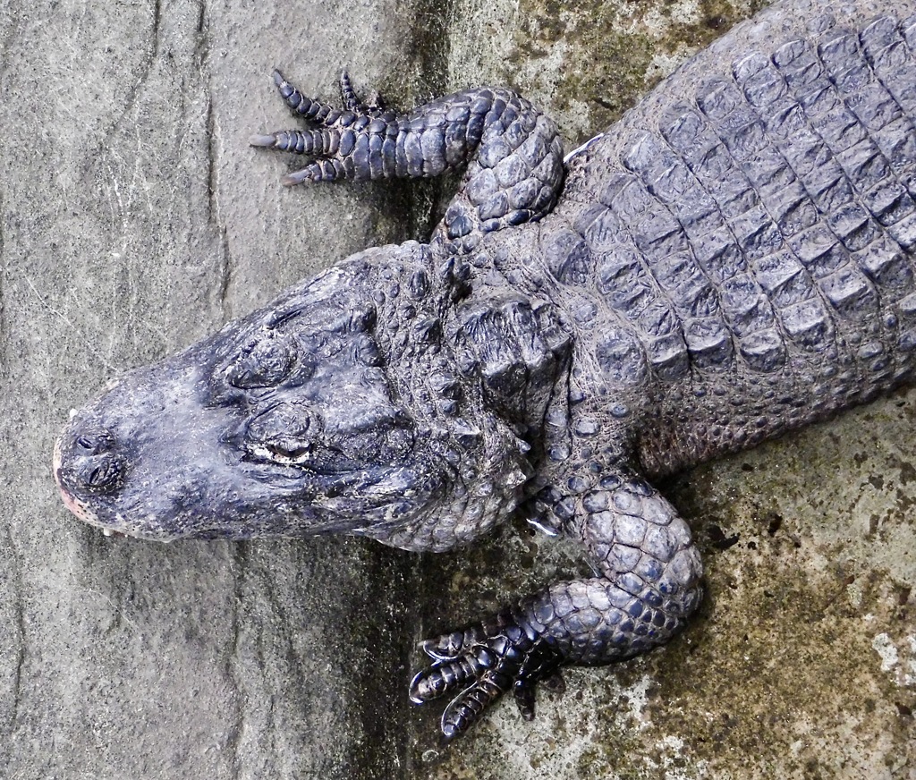 ヨウスコウワニ(野毛山動物園)