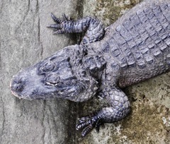 ヨウスコウワニ(野毛山動物園)