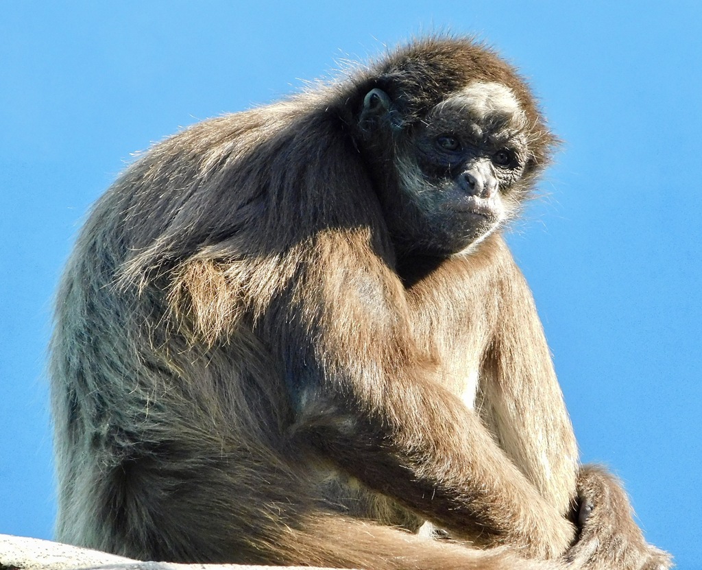 ブラウンケナガクモザル(江戸川区自然動物園)