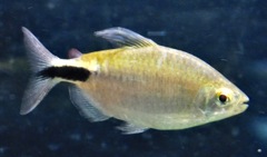 アレステス・ロンギピンニス(カワスイ　川崎水族館)