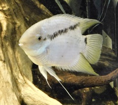 フェスティバム(カワスイ　川崎水族館)