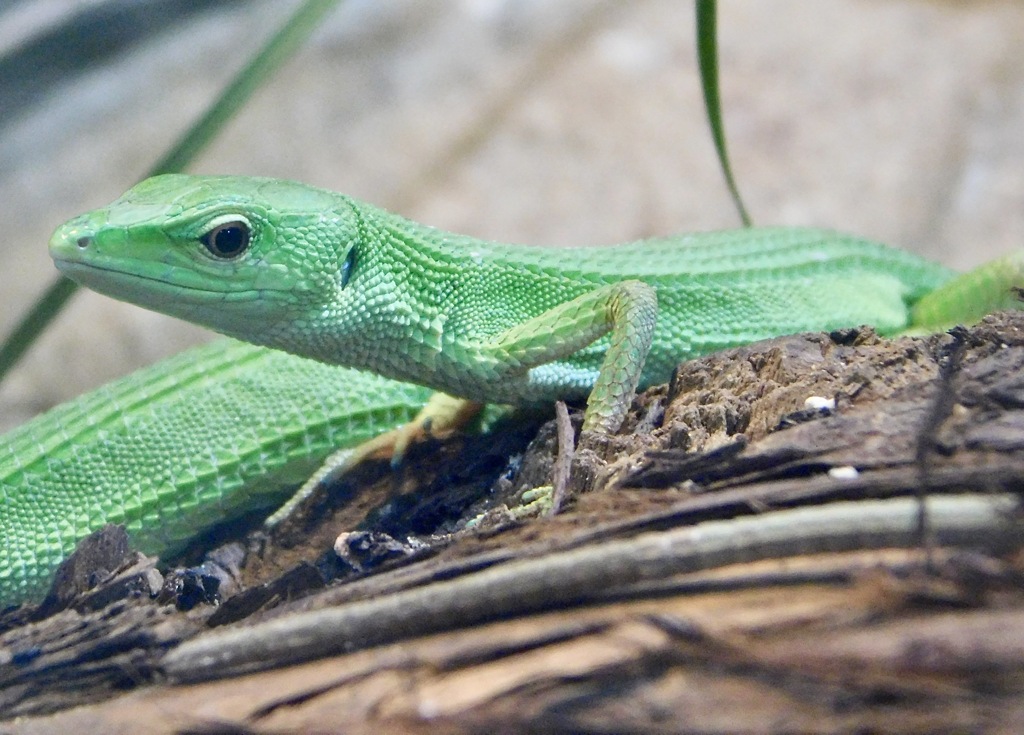 ミヤコカナヘビ(野毛山動物園)