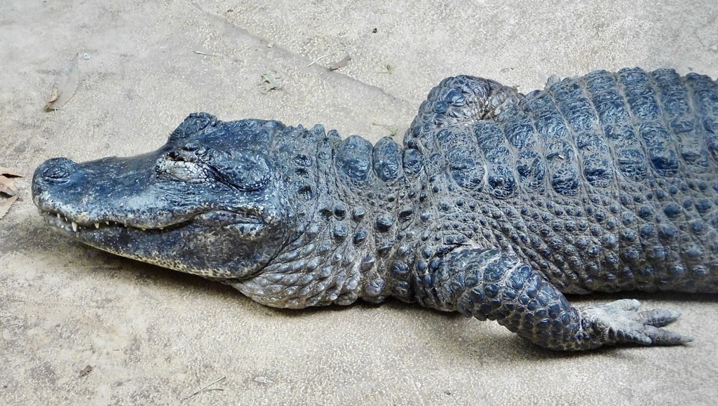 ヨウスコウワニ(野毛山動物園)