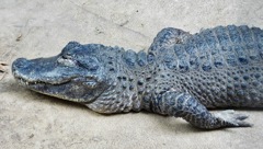 ヨウスコウワニ(野毛山動物園)