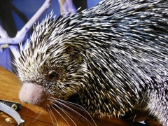 オマキヤマアラシ(カワスイ　川崎水族館)