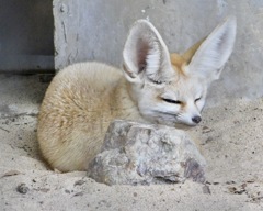 フェネック(井の頭自然文化園)