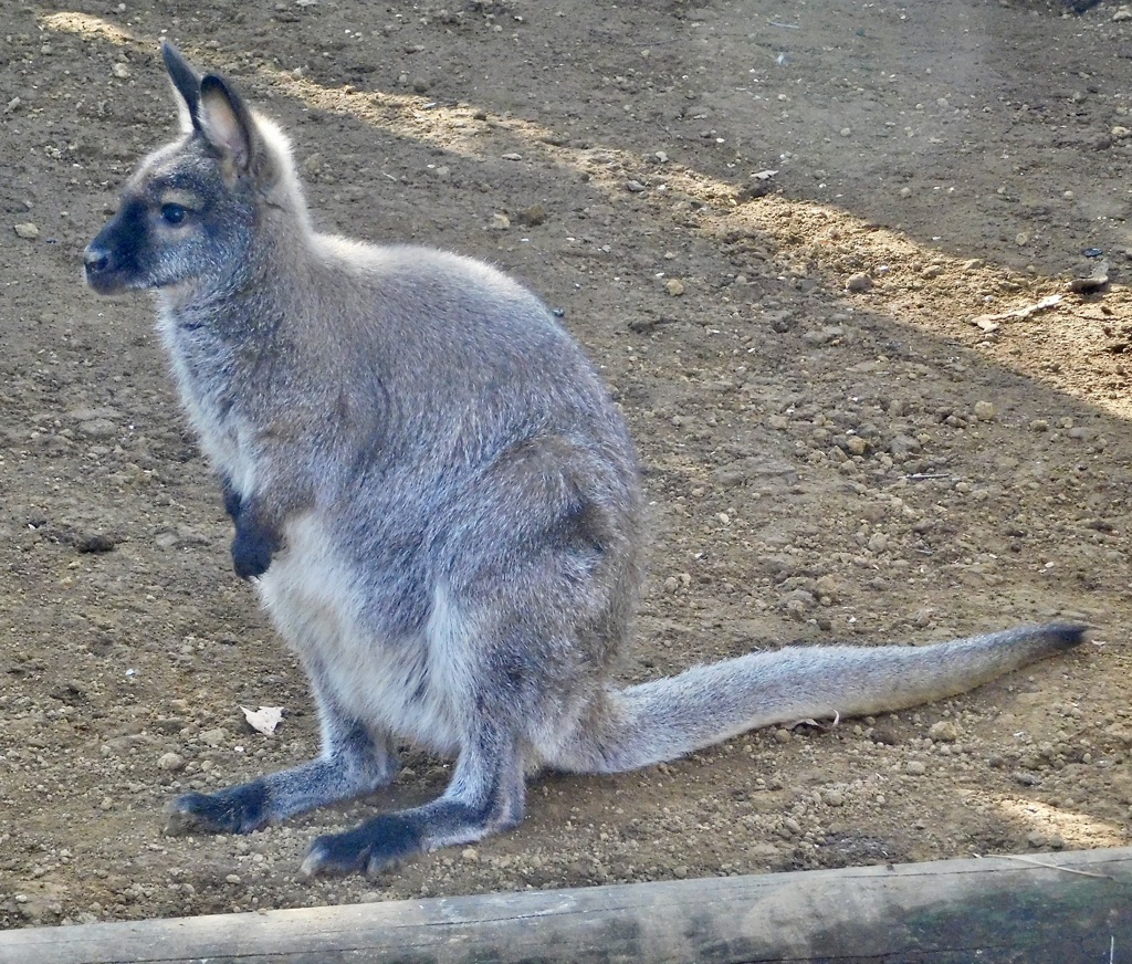 ベネットアカクビワラビー(江戸川区自然動物園)