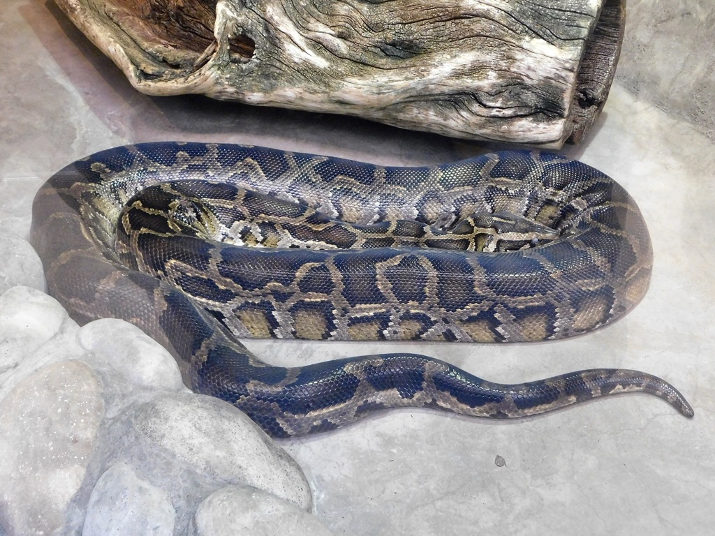 ビルマニシキヘビ(上野動物園)