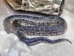 ビルマニシキヘビ(上野動物園)
