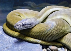 パプアンパイソン(カワスイ　川崎水族館)