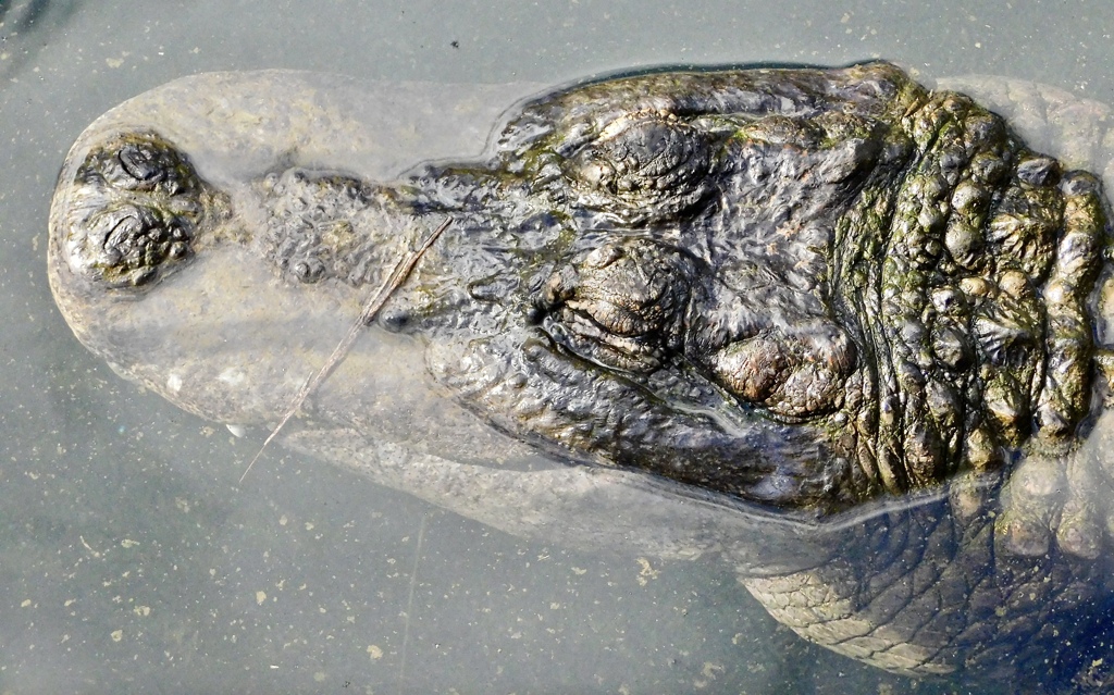 アメリカアリゲーター(熱川バナナワニ園)