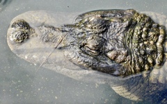 アメリカアリゲーター(熱川バナナワニ園)