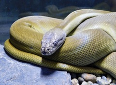 パプアンパイソン(カワスイ　川崎水族館)