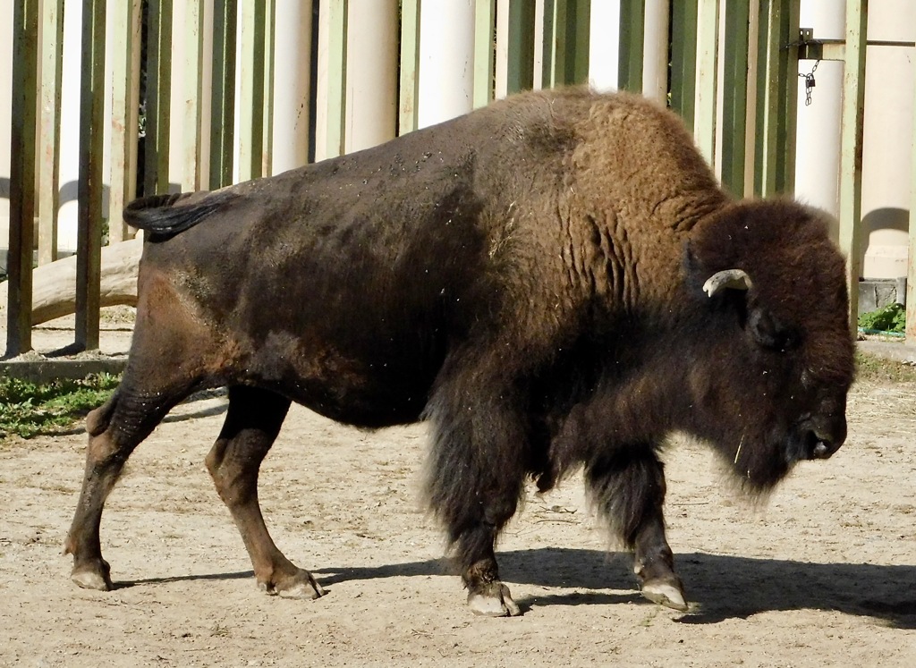 アメリカバイソン(東武動物公園)