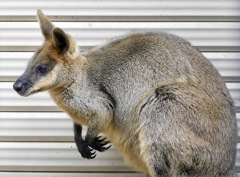 オグロワラビー(野毛山動物園)
