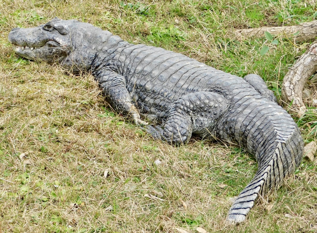 クチヒロカイマン(熱川バナナワニ園)