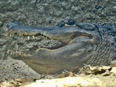 ミシシッピーワニ(天王寺動物園)