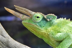 ジャクソンカメレオン(カワスイ　川崎水族館)