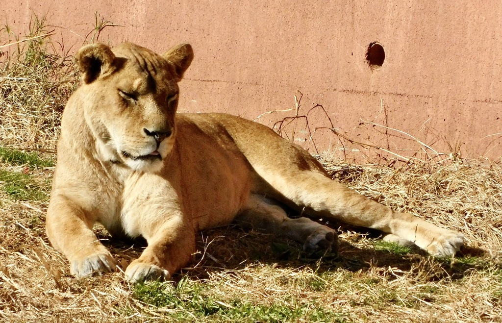 メスのライオン(多摩動物公園)