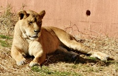 メスのライオン(多摩動物公園)