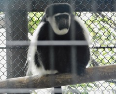 アビシニアコロブス(野毛山動物園)