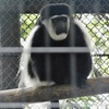 アビシニアコロブス(野毛山動物園)