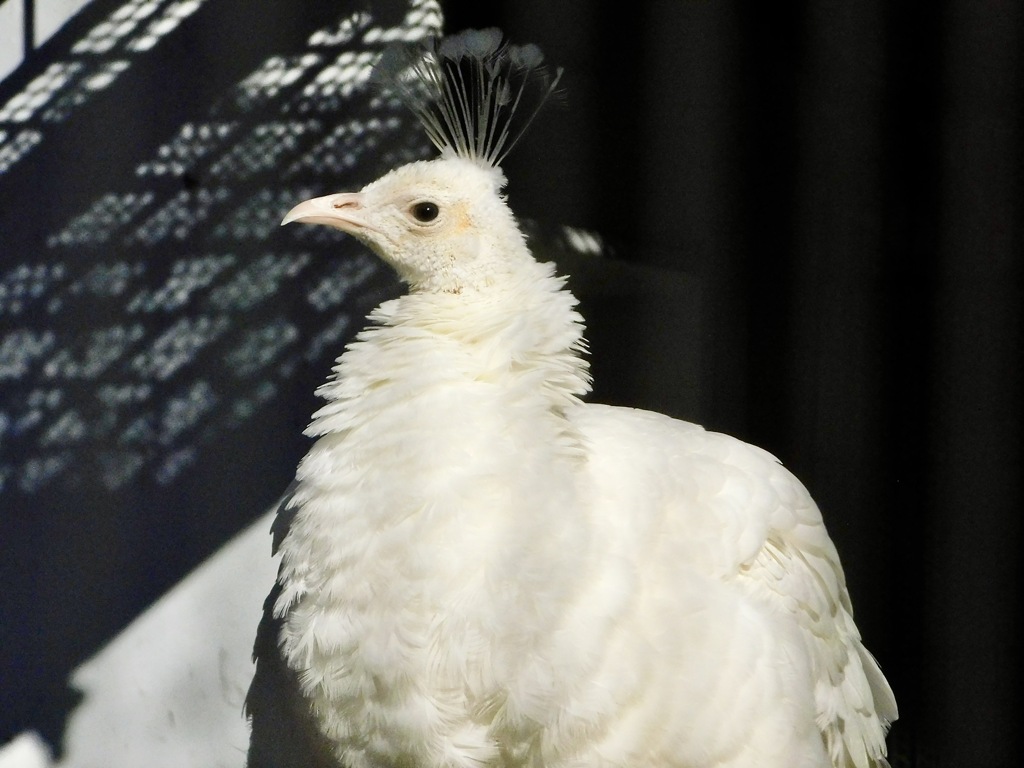 白いインドクジャク(野毛山動物園)