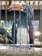 カンムリコサイチョウ(上野動物園)