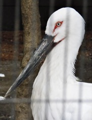 ニホンコウノトリ(井の頭自然文化園)