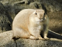 オグロプレーリードッグ(江戸川区自然動物園)