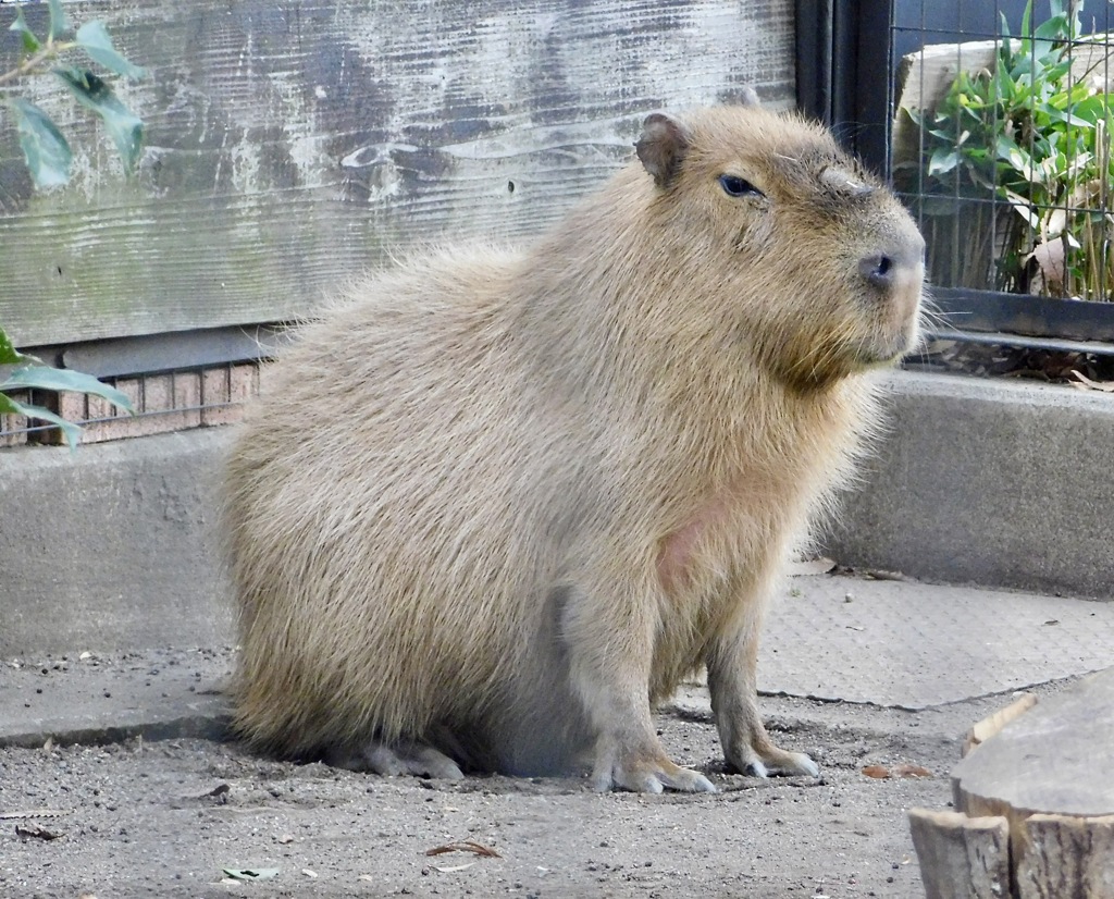 カピバラ(井の頭自然文化園)