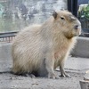 カピバラ(井の頭自然文化園)