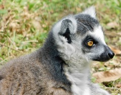 ワオキツネザル(夢見ヶ崎動物公園)
