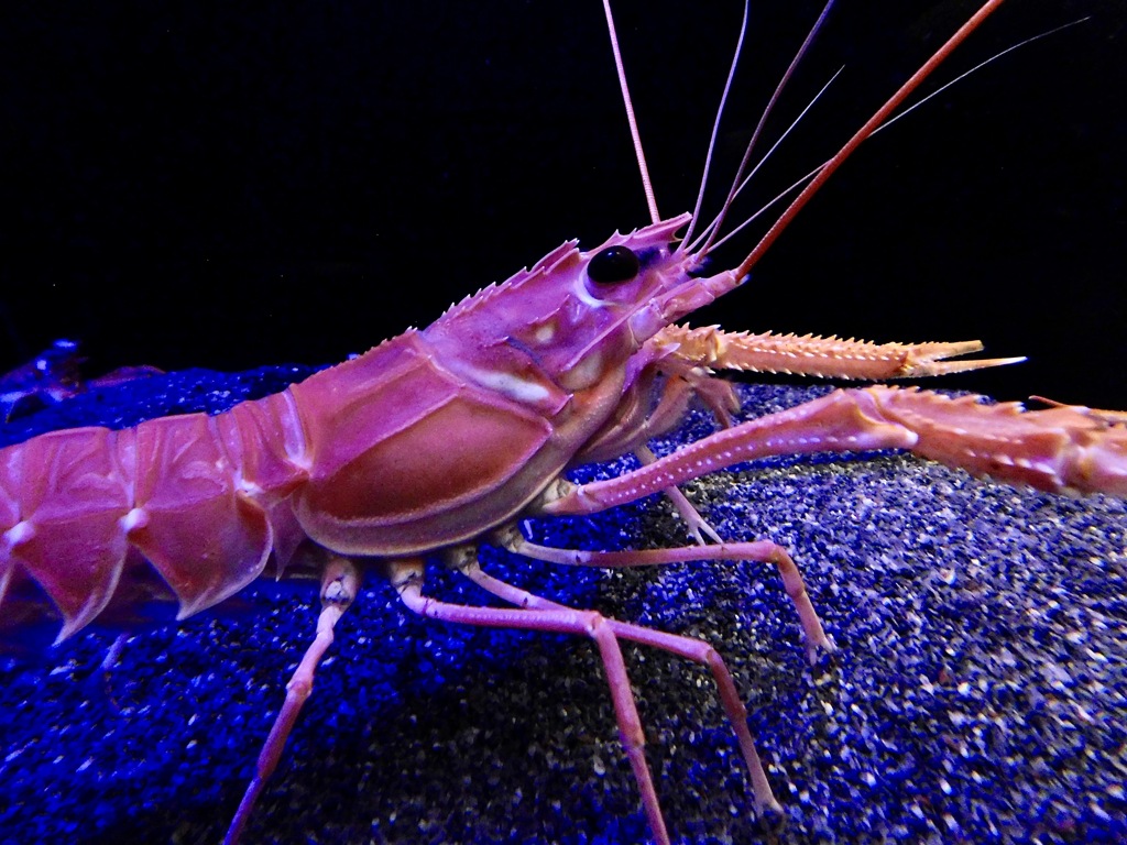 アカザエビ(しながわ水族館)