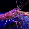 アカザエビ(しながわ水族館)