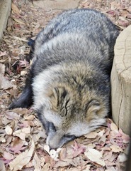 ホンドタヌキ(夢見ヶ崎動物公園)