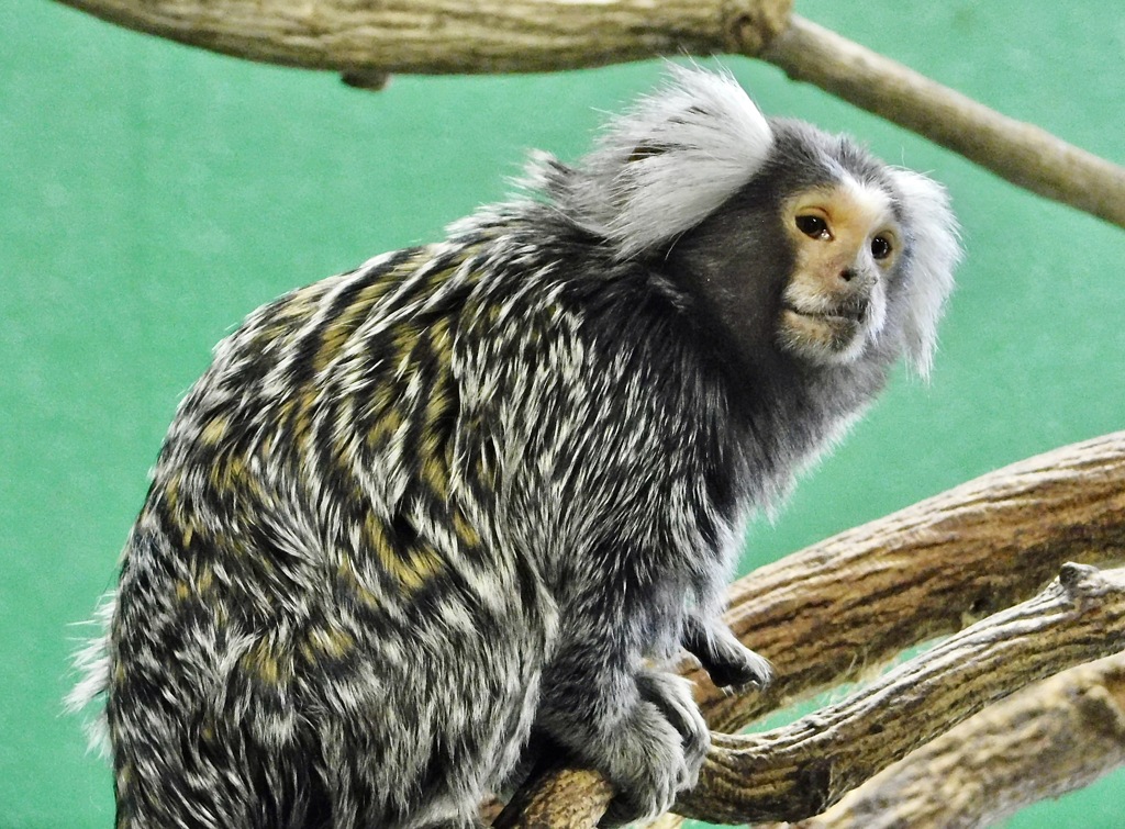 コモンマーモセット(浦安市交通公園)