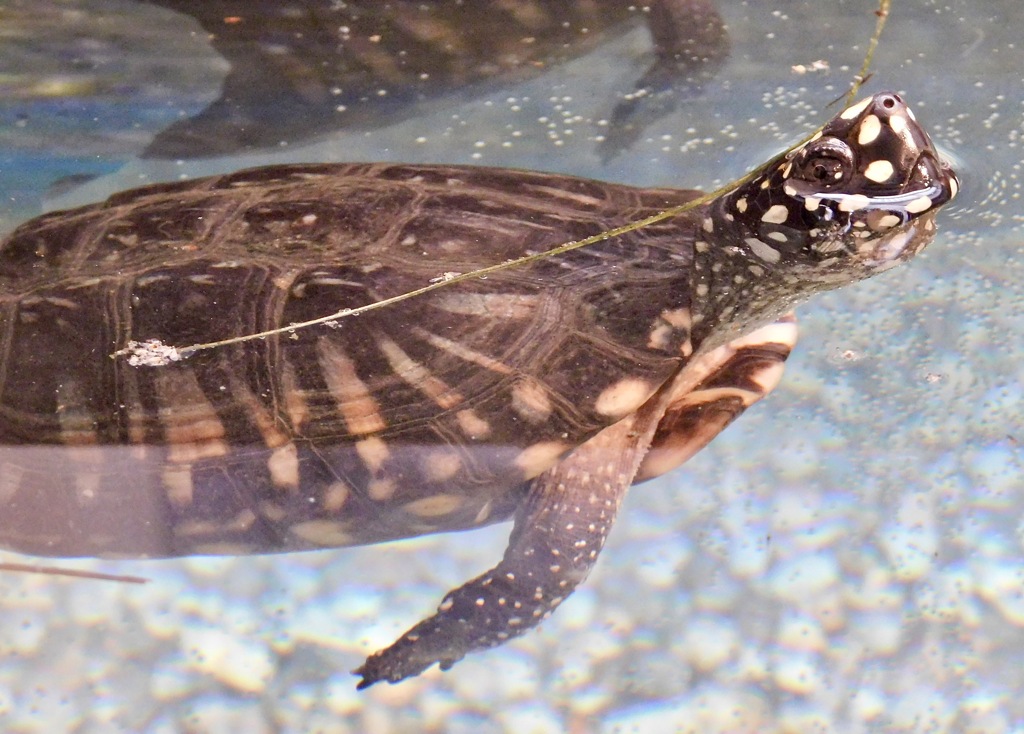 ハミルトンガメ(野毛山動物園)