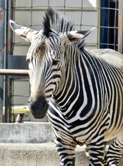 ハートマンヤマシマウマ(夢見ヶ崎動物公園)
