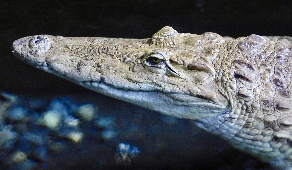 ナイルワニ(熱川バナナワニ園)