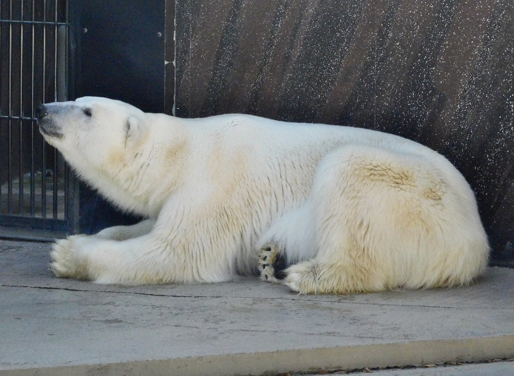 ホッキョクグマ(上野動物園)