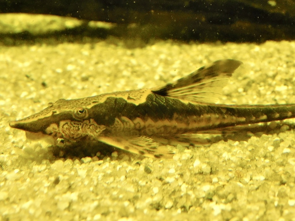 ロイヤルファロウェラ(カワスイ　川崎水族館)